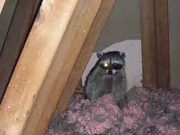 images raccoon